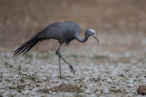 Blue Crane (Grus paradisea), Namibia