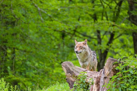 A female Eurasian Grey Wolf (Canis lupus lupus) is standing on a hill next to a rotting tree lying