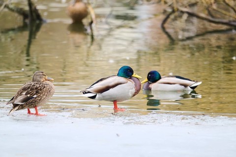 Wild ducks (Anas platyrhynchos) on a frozen lake, Bavaria, Germany Europe