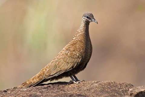 White-quilled Rock Pigeon (Petrophassa albipennis), Western Australia, Australia