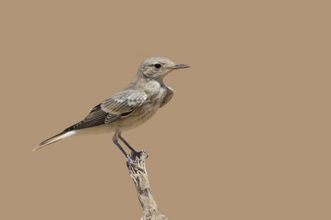 Hooded Wheatear (Oenanthe monacha) juvenile, Eilat, Israel