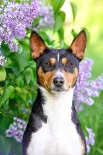 A Basenji dog stands alert in a park, surrounded by vibrant lilac blooms on a sunny spring day. Its