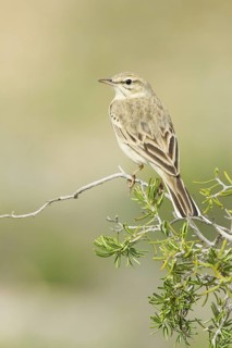 Tawny Pipit (Anthus campestris), Mallorca, Spain