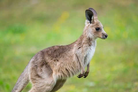 Eastern Gray Kangaroo (Macropus giganteus) youngster sitting on a meadow, captive, Germany
