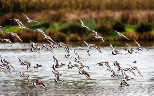 Black-tailed Godwits, Limosa limosa, birds in flight over marshes, Devon, England, United Kingdom