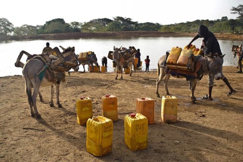 Rural folk are collecting water in a pond, Oromia state, Ethiopia