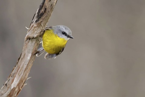 Eastern Yellow Robin (Eopsaltria australis), Victoria, Australia