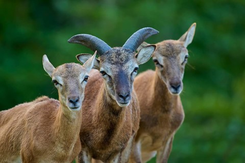 European mouflon (Ovis orientalis musimon), two females and a young ram, Germany