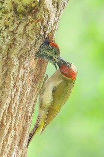 Green Woodpecker (Picus viridis) – a female feeding a young bird in a nesting cavity in an old oak