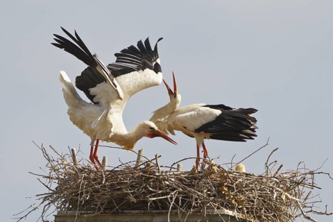 White Stork (Ciconia ciconia) nest, North Rhine-Westphalia, Germany