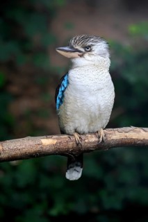 Blue-winged Kingfisher (Dacelo leachii), Crested Kingfisher, Blue-winged Kookaburra, adult, perch,