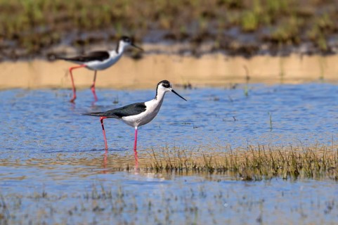 Black-winged stilts (Himantopus himantopus) two adult males foraging in shallow water of pond at