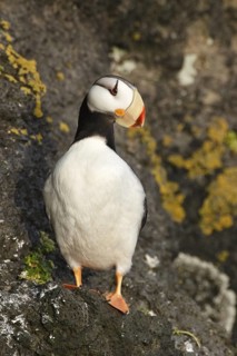 Horned Puffin (Fratercula corniculata), Alaska, USA