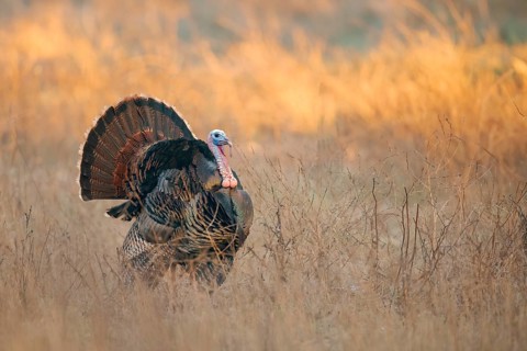 Wild Turkey (Meleagris gallopavo) male, California, USA