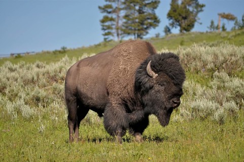 American Bison (Bos bison / Bison bison)