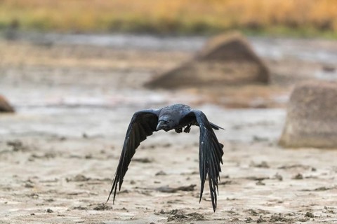 One common raven (Corvus corax) flying over a dry lakeshore on an autumnal misty cold morning