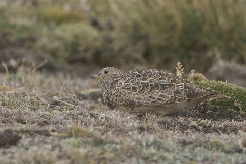 Grey-breasted Seedsnipe (Thinocorus orbignyianus), Marcapomacocha, Peru
