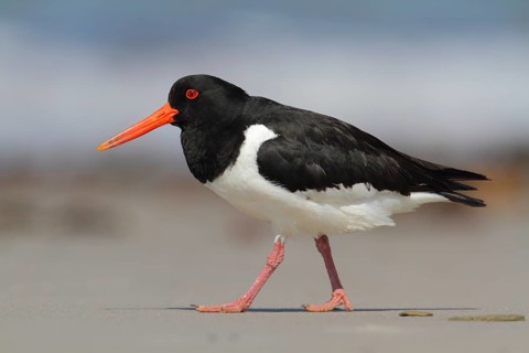 Eurasian Oystercatcher (Haematopus ostralegus), Schleswig-Holstein, Germany