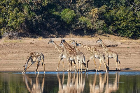 Thornicroft's Giraffe (Giraffa camelopardalis thornicrofti) Luangwa River Zambia August