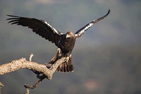 Iberian Eagle (Aquila adalberti), Spanish imperial eagle, Extremadura, Castilla La Mancha, Spain