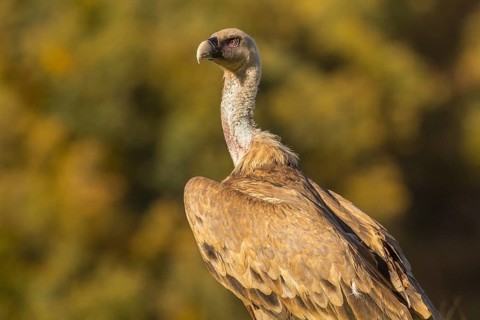 Griffon Vulture (Gyps fulvus), portrait, Castilla Leon, Spain