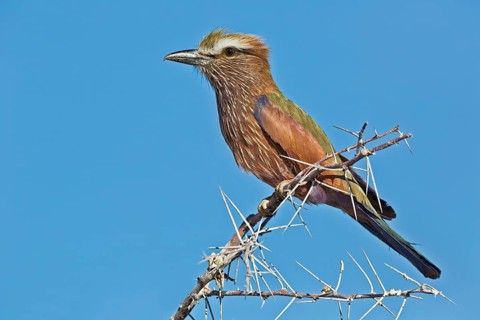 Purple Roller (Coracias naevius) perched on a branch, Etosha, Namibia