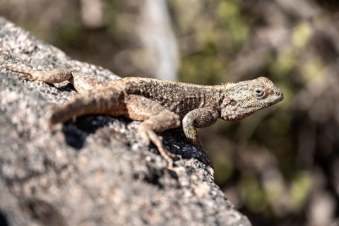 Western rock agama (Agama anchietae), South Africa