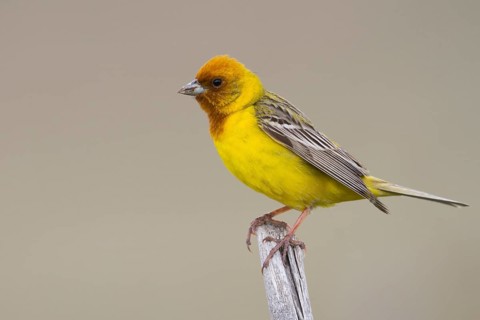 Red-headed Bunting - Braunkopfammer - Emberiza bruniceps, Kazakhstan, adult male