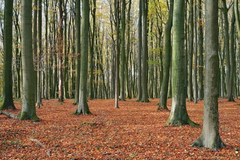 A European beech forest (Fagus sylvatica) in autumn, North Rhine-Westphalia, Germany
