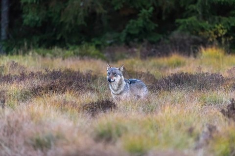 One young male eurasian gray wolf (Canis lupus lupus) running over a meadow with tall grass. A dark