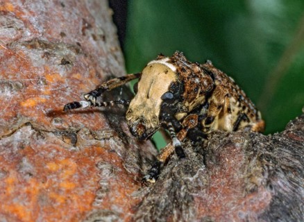Anthribus albinus, brush beetle, cryptical-marked fungus weevil, large broad-weevil, long-feeler