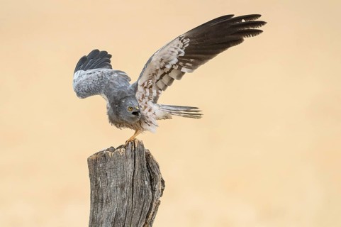 Montagu's Harrier (Circus pygargus) male perched on a post, Andalusia, Spain