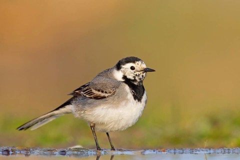 White wagtail, (Motacilla alba), animals, bird, songbird, family of wagtails and pipits, biotope,
