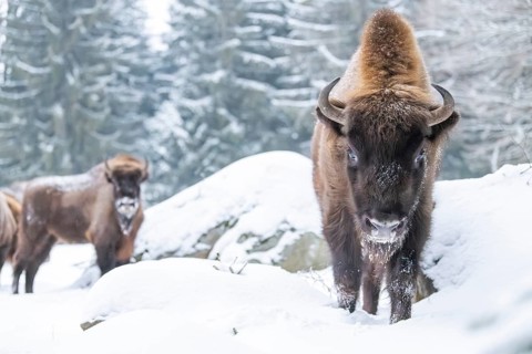 European bison (Bison bonasus) or Wisent standing on a meadow next to the forest in winter, snow,