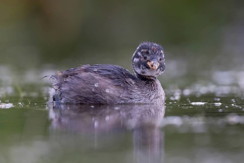 Little Grebe (Tachybaptus ruficollis) chick, North Rhine-Westphalia, Germany