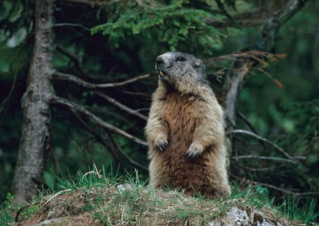 Marmot, marmota marmota, rodents, rodentia, mammals, rodents, mammals