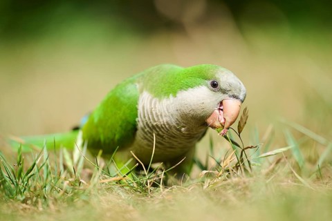 Monk parakeet (Myiopsitta monachus) wildlife on a meadow, Catalonia, Spain