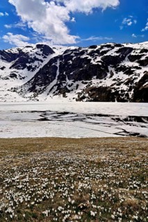 Ice floes drift in the half-frozen upper Murgsee, in the foreground, white flowering spring