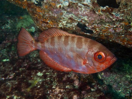 A colourful big-eyed wrasse, the glass-eyed wrasse (Heteropriacanthus cruentatus), stays close to