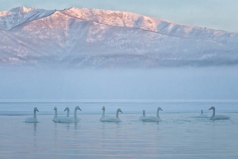 Whooper Swan (Cygnus cygnus) group, Hokkaido, Japan