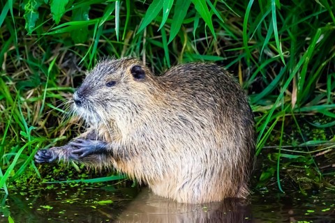 Animals, mammals, nutria, beaver rat, swamp beaver, tailed beaver, tailed rat, (Myocastor coypus),
