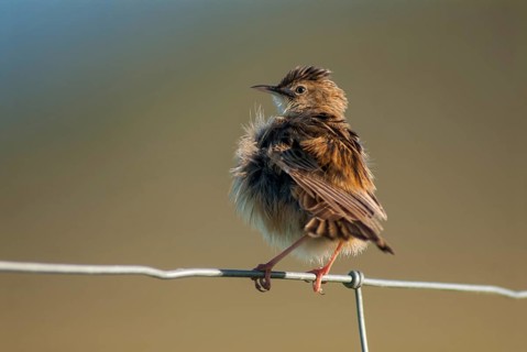 Cist-singer, cisticola juncidis, fan-tailed warbler, cist-singer, zitting cisticola, birds,