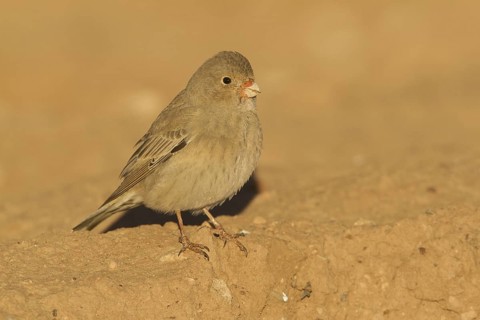 Trumpeter Finch (Bucanetes githagineus), Morocco