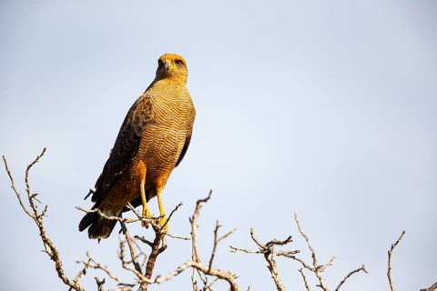 Savannah Buzzard (Heterospizias meridionalis) Pantanal Brazil