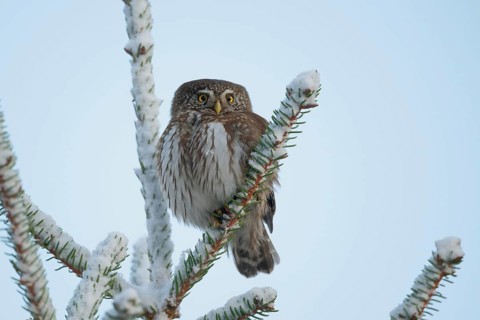 Eurasian Pygmy Owl (Glaucidium passerinum), Saxony, Germany