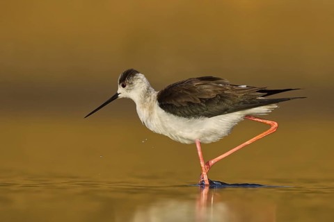 Black-winged Stilt (Himantopus himantopus) female foraging, North Rhine-Westphalia, Germany