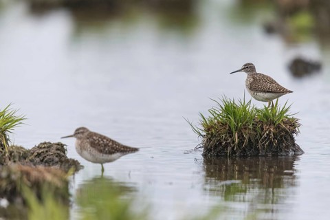 Bruchwasserlaeufer, tringa glareola, wood sandpiper, birds, charadriiformes, limikolen, snipe
