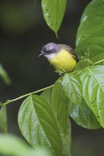Grey-capped Flycatcher (Myiozetetes granadensis), Costa Rica