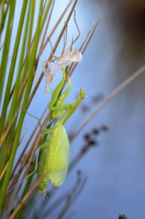 European mantis, European praying mantis, mantis religiosa, mantodea, mantodea, high size,