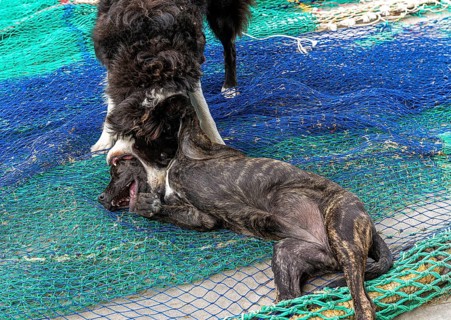 Playful dogs fight on fishermen's nets in the port of Cala Figuera, Majorca, Spain
